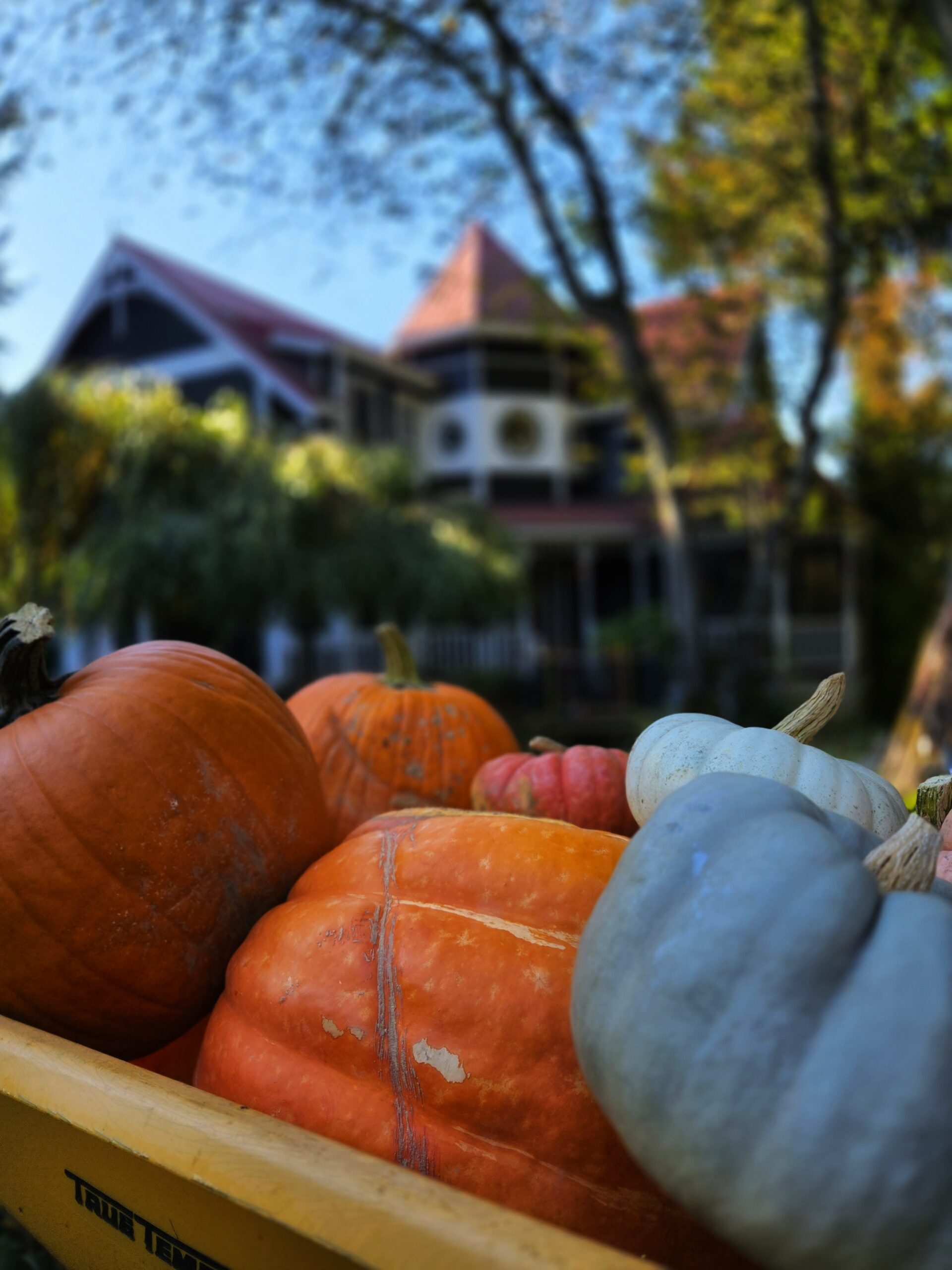 Pumpkin Design