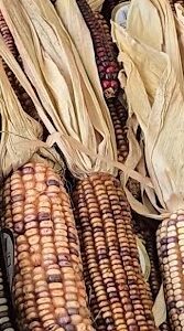 Calico Corn Cobs