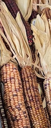 Calico Corn Cobs