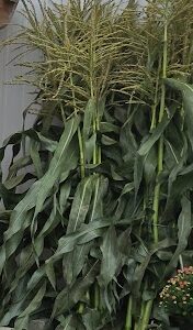 Corn Stalks