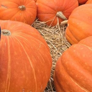 Jumbo Grand Prize Pumpkin
