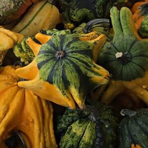 20 Ornamental Gourds