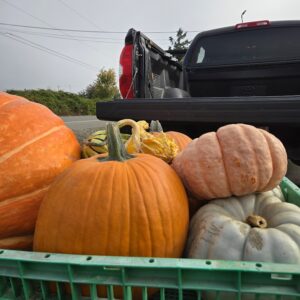 End-of-Season Pumpkin Removal