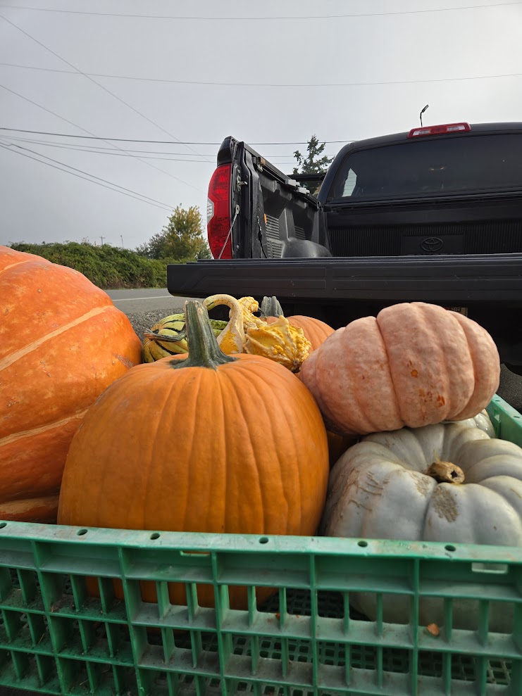 End-of-Season Pumpkin Removal