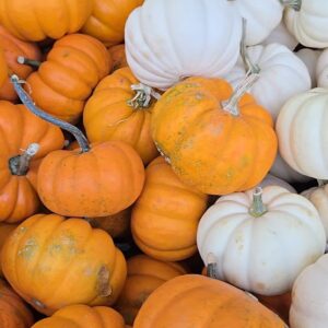 20 Mini Pumpkins
