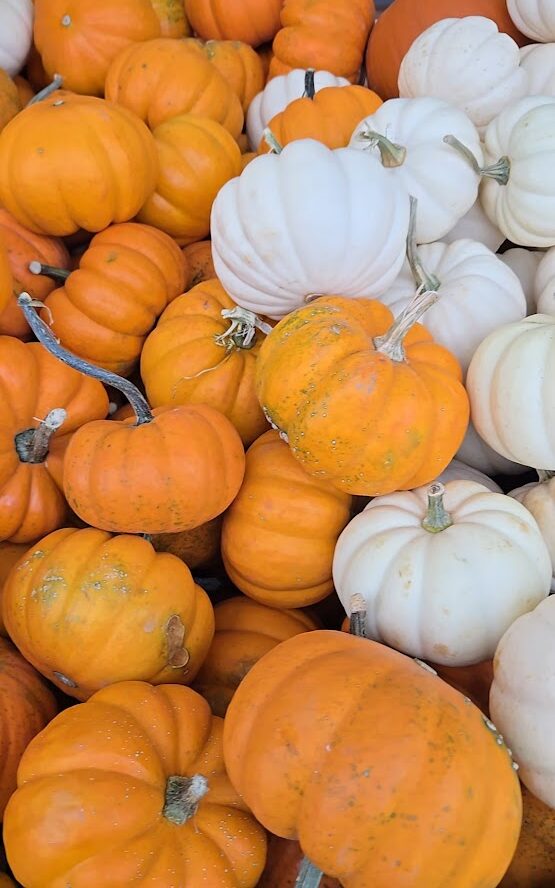 20 Mini Pumpkins